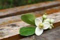 pomelo flower on the wooden chair