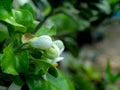 Pomelo Fruit Blooming