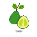 Pomelo fruit flat vector illustration