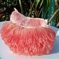 Pomelo fruit good for booster immunity Royalty Free Stock Photo