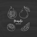 Pomelo fruit graphic drawing. Sketch of pomelo with chalk on blackboard. Vector illustration