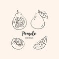 Pomelo fruit graphic drawing. Sketch of pomelo on a white background. Vector illustration