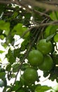 Pomelo fruit hanging on the tree in the garden. Royalty Free Stock Photo