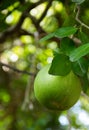 Pomelo fruit hanging on the tree in the garden. Royalty Free Stock Photo