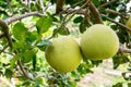 Pomelo fruit hanging on tree in garden Royalty Free Stock Photo