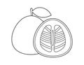 pomelo fruit outline for coloring book template, shaddock for kids illustration worksheet printable