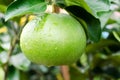 Pomelo fruit tree in the garden, Vietnam Royalty Free Stock Photo