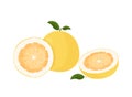 Pomelo fruit tropical exotic citrus, vector isolated illustration. Pummelo or shaddock fruits half cut and whole.