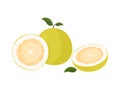 Pomelo fruit tropical exotic citrus, vector isolated illustration. Pummelo or shaddock fruits half cut and whole.