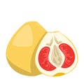 Pomelo fruit vector isolated. Sweet yellow citrus