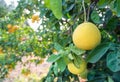 Pomelo fruits closeup on a tree branch in citrus fruits garden