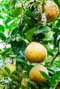 Pomelo Fruit Outdoor