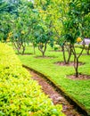 Pomelo garden