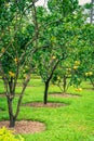 Pomelo garden