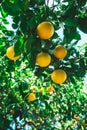 Pomelo garden with green leaves and ripe fruits