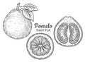 Pomelo grapefruit citrus juicy fruit, green lemon botanical outline sketch. Exotic pummelo citron vitamin food. Hand drawn vector Royalty Free Stock Photo