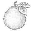 Pomelo Grapefruit Pear, Quince Or Pummelo Mandarin Citrus Juicy Fruit Botanical Outline Sketch. Vintage Engraving Vector Drawing