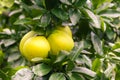 Pomelo hanging on tree Royalty Free Stock Photo