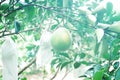 Pomelo hanging on tree, fruit Royalty Free Stock Photo