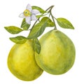 Pomelo largest citrus. Fresh yellow green juicy fruit on a branch, with leaves and flower. Tropical tree. Hand drawn