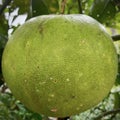 pomelo in the process of ripeninga white rose that is blooming in the tropics