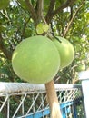 Pomelo pummelo tree and fruit