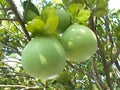 Pomelo pummelo fruit and tree 2. closeups . Royalty Free Stock Photo