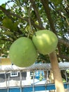 Pomelo pummelo fruits and tree