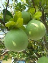 Pomelo pummelo