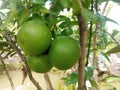 The pomelo, pummelo, or in scientific terms Citrus maxima or Citrus grandis Royalty Free Stock Photo
