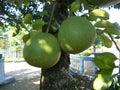 Pomelo pummelo tree