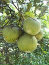 Pomelo pummelo tree closeups 