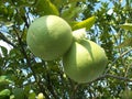 Pomelo pummelo tree and fruits