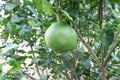 Pomelo, ripening fruits of the pomelo, natural citrus fruit, green pomelo hanging on branch of the tree on background of green