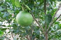 Pomelo, ripening fruits of the pomelo, natural citrus fruit, green pomelo hanging on branch of the tree on background of green