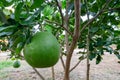 Pomelo, ripening fruits of the pomelo, natural citrus fruit, green pomelo hanging on branch of the tree on background of green