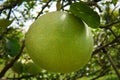 Pomelo, ripening fruits of the pomelo