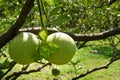 Pomelo, ripening fruits of the pomelo