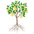 Pomelo tree with fruits and roots on a white background.