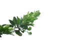 Pomelo tree leaves with branches on white isolated For green foliage backdrop Royalty Free Stock Photo