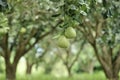 Pomelo tree.