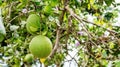 Pomelo tree in an orchard