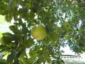 Pomelo Tree with Pomelo on Tree Stem.