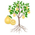 Pomelo tree with roots and fruits on white. Royalty Free Stock Photo