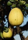 Pomelo on tree in Southern Vietnam Royalty Free Stock Photo