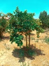 Pomelo tree in sunny day