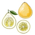 Pomelo Vector drawing of food. Citrus. Exotic food drawings