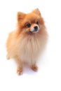 Pomeranain dog Royalty Free Stock Photo