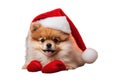 Pomeraniam santa claus puppy dog isolated Royalty Free Stock Photo