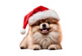 Pomeraniam santa claus puppy dog isolated Royalty Free Stock Photo